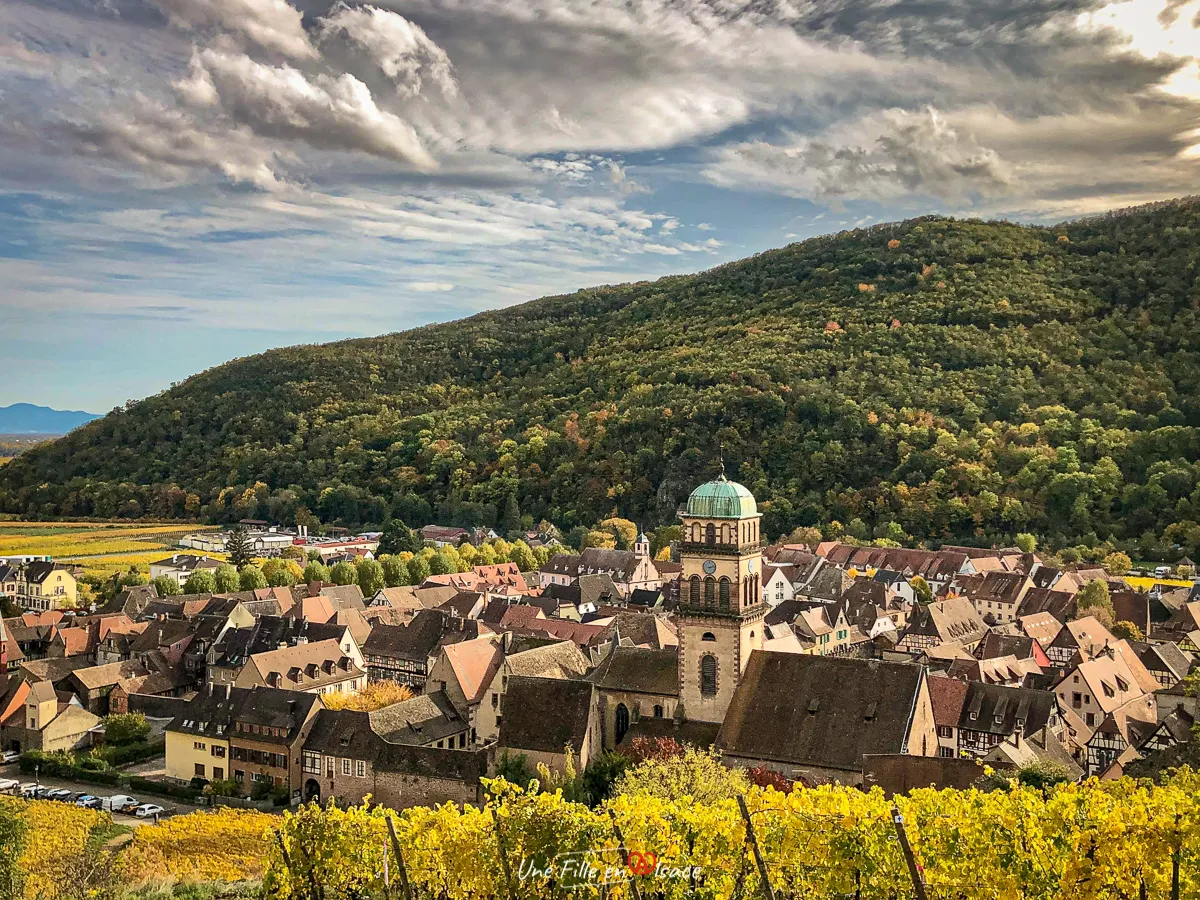 Vineyards in autumn